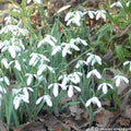 Buy Galanthus 'Magnet' Bulbs online UK