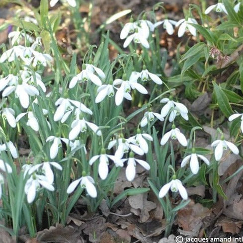 Buy Galanthus 'Magnet' Bulbs online UK
