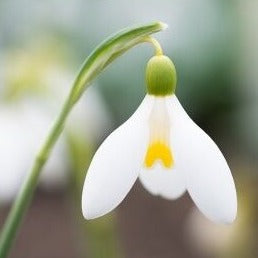 Buy Galanthus 'Mother Goose' Bulbs online UK