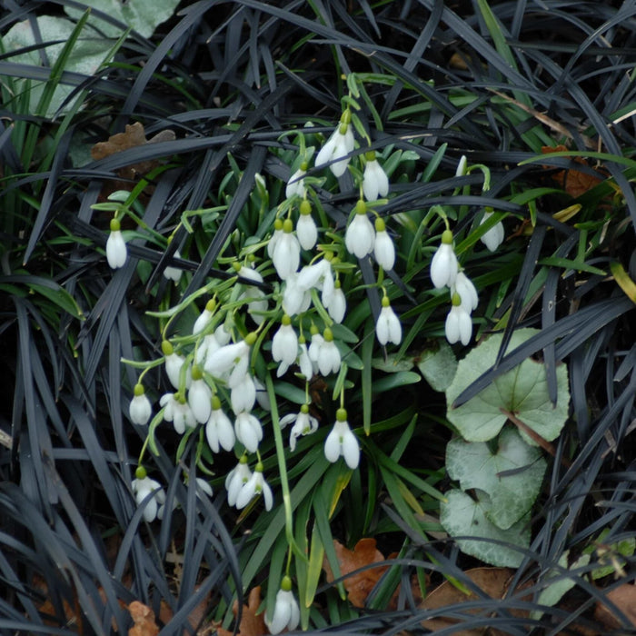 Buy Galanthus nivalis (Common Snowdrop) Bulbs online UK