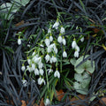 Buy Galanthus nivalis (Common Snowdrop) Bulbs online UK