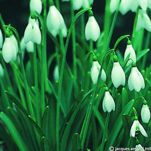 Buy Galanthus nivalis (Common Snowdrop) Bulbs online UK