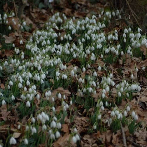 Buy Galanthus nivalis (Common Snowdrop) Bulbs online UK