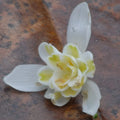 Galanthus nivalis f. pleniflorus 'Lady Elphinstone' Bulbs