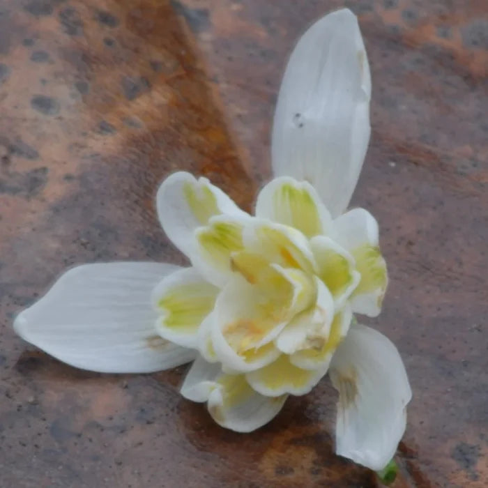 Galanthus nivalis f. pleniflorus 'Lady Elphinstone' Bulbs