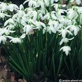 Buy Galanthus nivalis 'Flore Pleno' Bulbs online UK