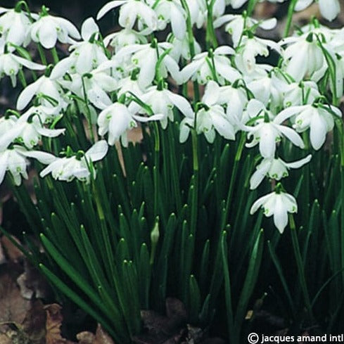 Buy Galanthus nivalis 'Flore Pleno' Bulbs online UK