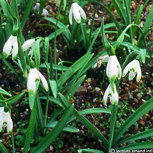 Buy Galanthus nivalis 'Viridapice' Bulbs online UK