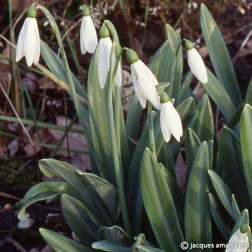 Buy Galanthus plicatus (Pleated Snowdrop) Bulbs online UK