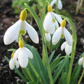 Galanthus 'Primrose Warburg' Bulbs