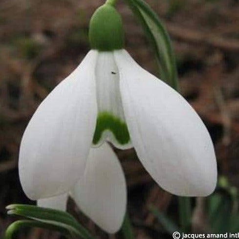 Buy Galanthus 'S. Arnott' Bulbs online UK