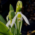 Buy Galanthus 'Snow fox' Bulbs online UK