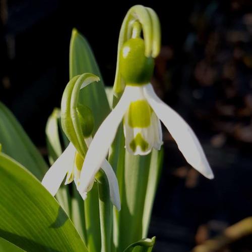 Buy Galanthus 'Snow fox' Bulbs online UK