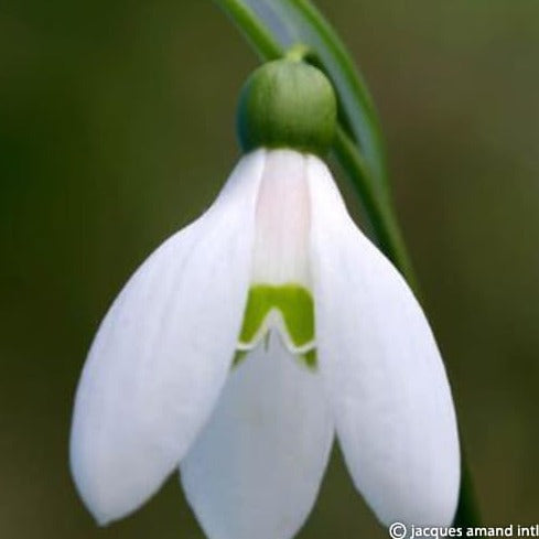 Buy Galanthus woronowii (Giant Snowdrop) Bulbs online UK