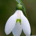 Buy Galanthus woronowii (Giant Snowdrop) Bulbs online UK