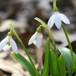 Buy Galanthus woronowii (Giant Snowdrop) Bulbs online UK