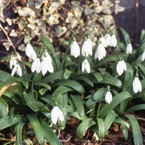 Buy Galanthus woronowii (Giant Snowdrop) Bulbs online UK