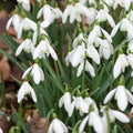 Galanthus x valentinei (Valentine's Snowdrop) Bulbs