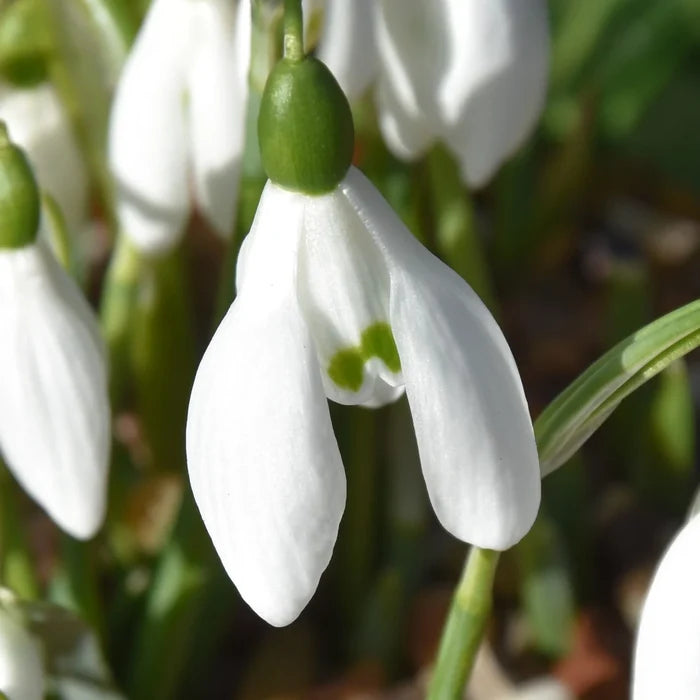 Galanthus x valentinei (Valentine's Snowdrop) Bulbs