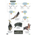 Buy Gardenature Field Study Guide Poster online UK