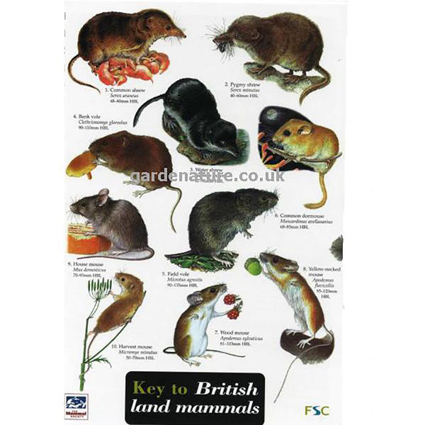 Buy Gardenature Field Study Guide Poster online UK