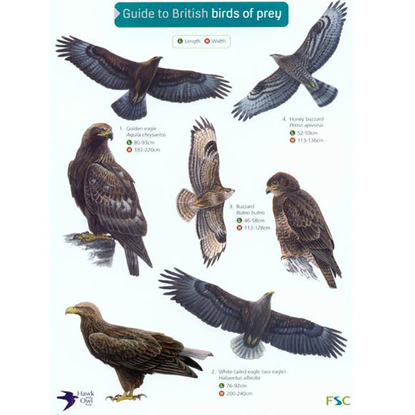 Buy Gardenature Guide to British Birds of Prey online UK