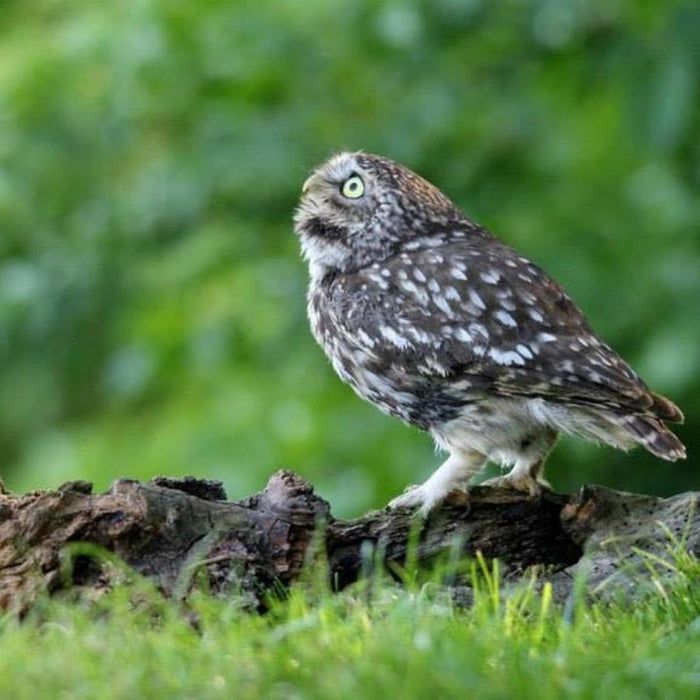 Buy Gardenature Little Owl Box online UK
