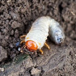 Chafer grub in soil