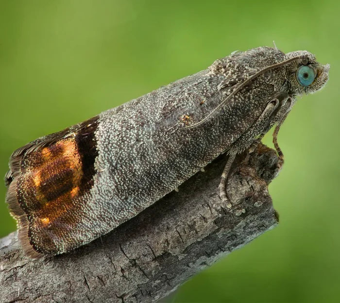 Codling moth on a stick