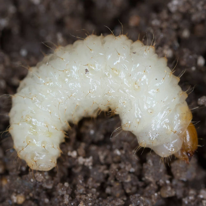 Buy Gardening Naturally Vine Weevil Nematodes online UK