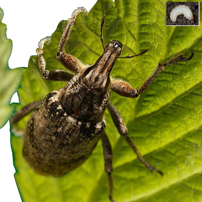 Buy Gardening Naturally Vine Weevil Nematodes online UK