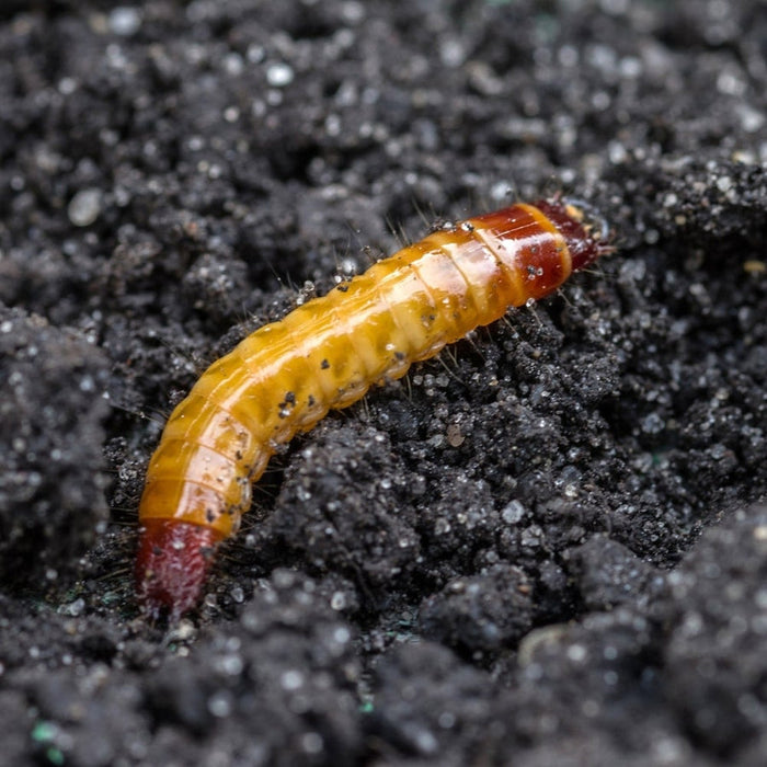 Buy Gardening Naturally Wireworm Nematodes online UK