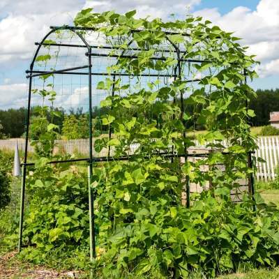 Buy GardenSkill Garden Grow Tunnel & Support Trellis online UK