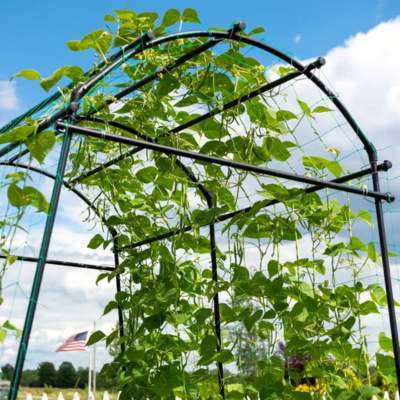 Buy GardenSkill Garden Grow Tunnel & Support Trellis online UK