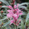 Buy Gaura 'Gambit Variegata Rose' online UK