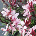 Buy Gaura lindheimeri 'Gaudi Pink' online UK