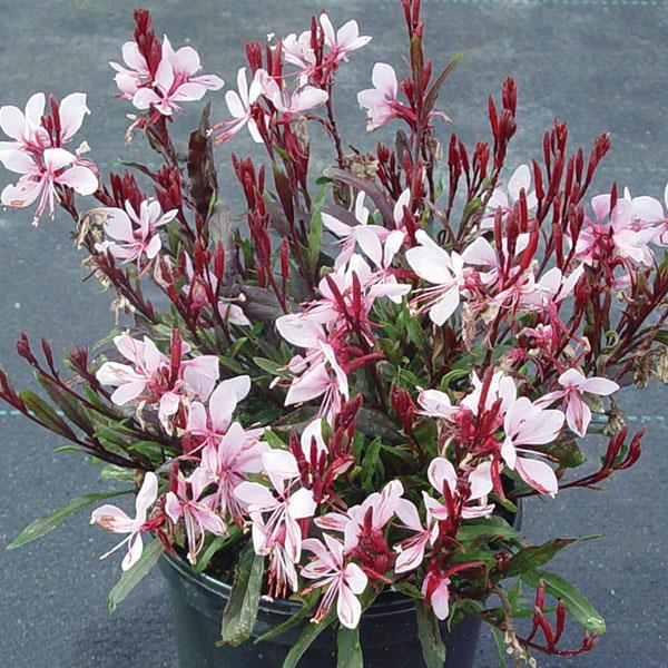 Buy Gaura lindheimeri 'Gaudi Pink' online UK