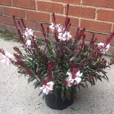 Buy Gaura lindheimeri 'Gaudi Pink' online UK