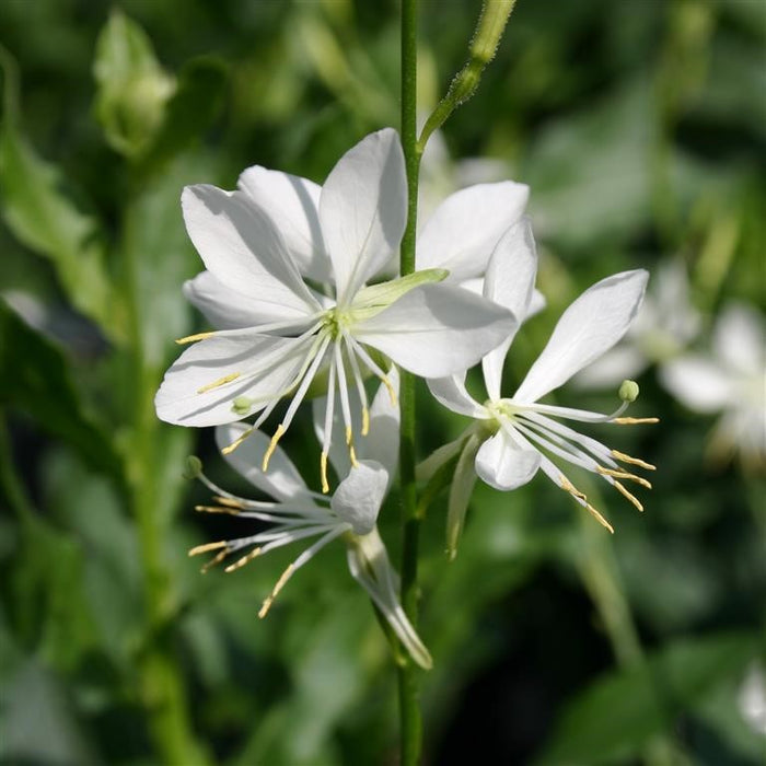 Buy Gaura lindheimeri 'Papillon' online UK