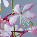 Buy Gaura lindheimeri 'Rosyjane' online UK