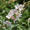Buy Gaura lindheimeri 'Whirling Butterflies' online UK