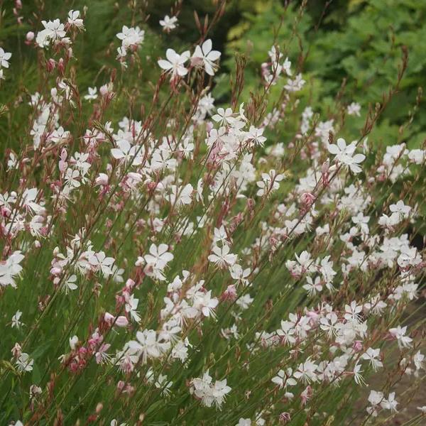 Buy Gaura lindheimeri 'Whirling Butterflies' online UK