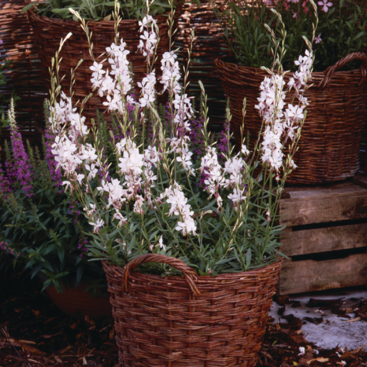 Buy Gaura lindheimeri 'Whirling Butterflies' online UK