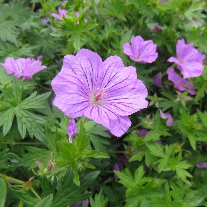 Buy Geranium 'Blushing Turtle' online UK