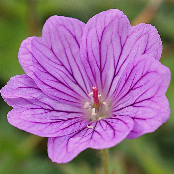 Buy Geranium 'Blushing Turtle' online UK
