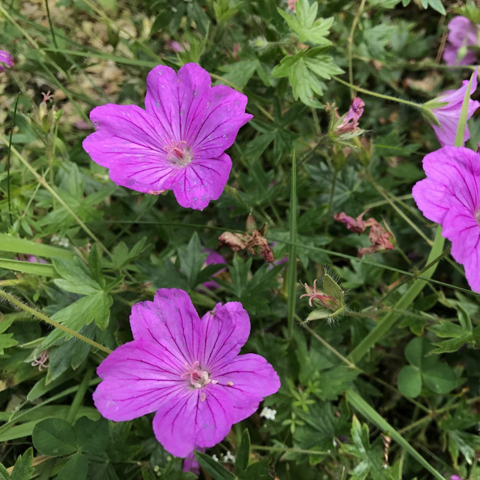 Buy Geranium 'Blushing Turtle' online UK