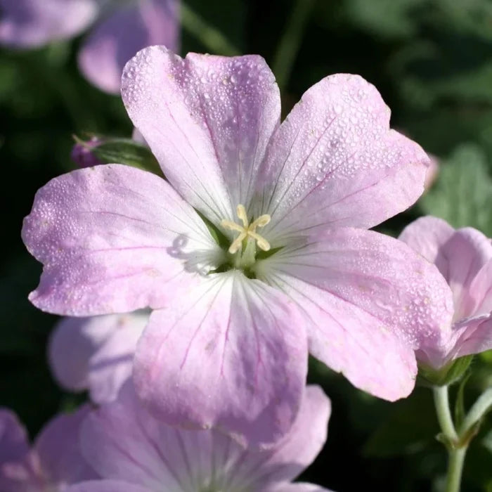 Buy Geranium 'Dreamland' online UK