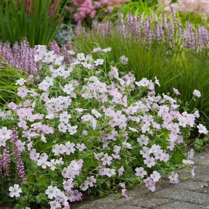 Buy Geranium 'Dreamland' online UK