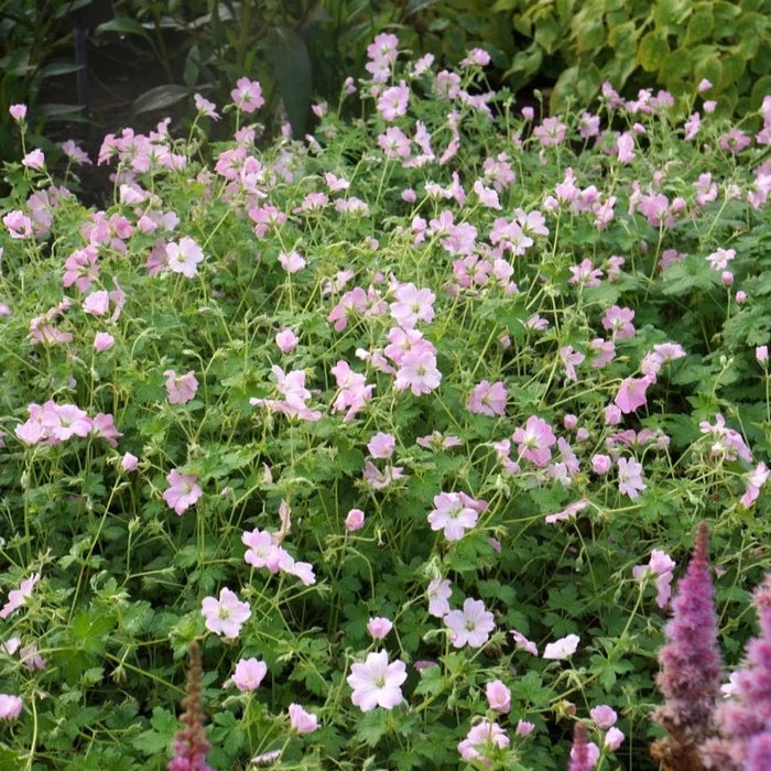 Buy Geranium 'Dreamland' online UK