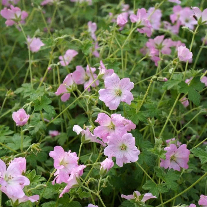 Buy Geranium 'Dreamland' online UK